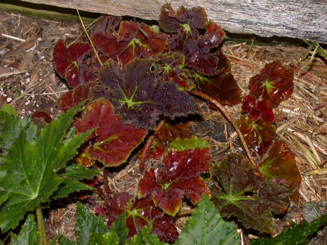 B. ‘Rusty Ross’